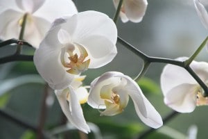 orchidée gite montelimar