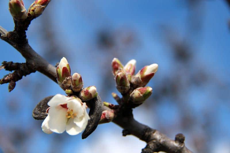fleur d'amandier de provence en écloson à montelimar