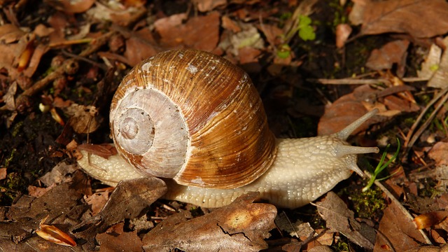 ferme escargots montelimar drome ardèche