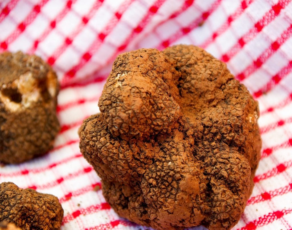 truffe brune de provence