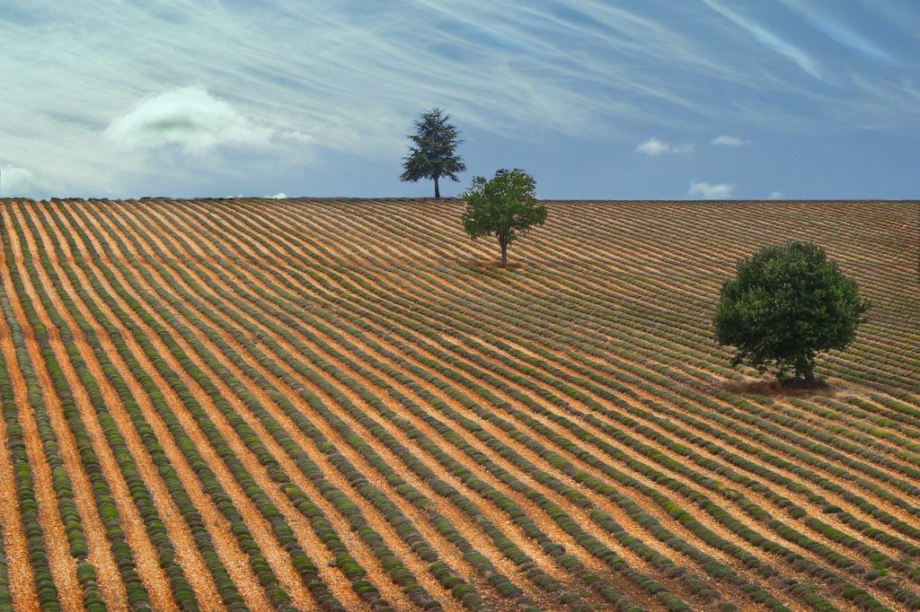 drome provencale hiver lavande