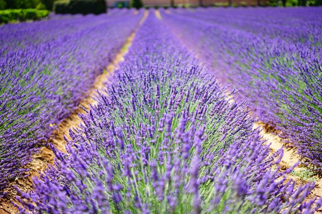 lavande montelimar provence