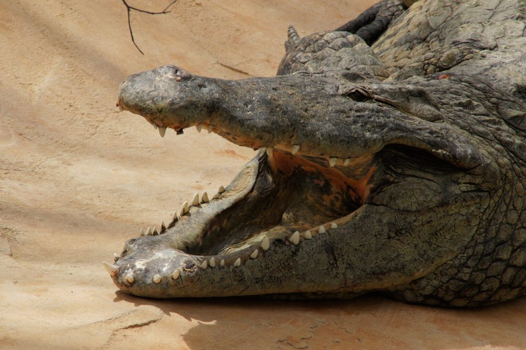 ferme crocodiles drome