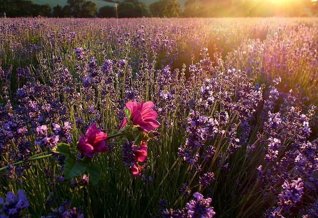 Culture de lavandes en Provence